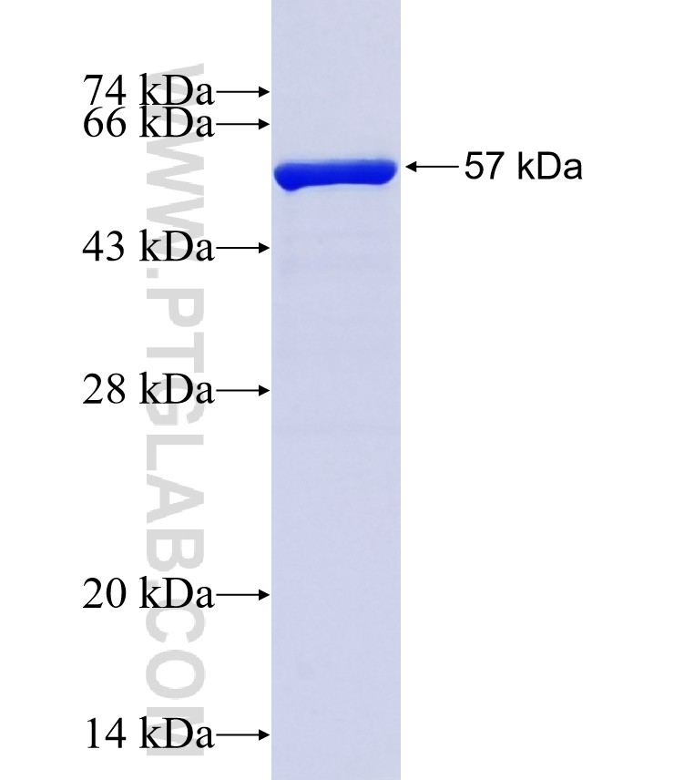 LOC375337 fusion protein Ag37936 SDS-PAGE