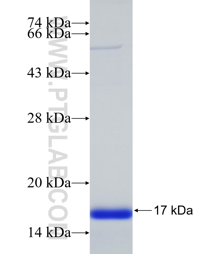LOC645676 fusion protein Ag32593 SDS-PAGE