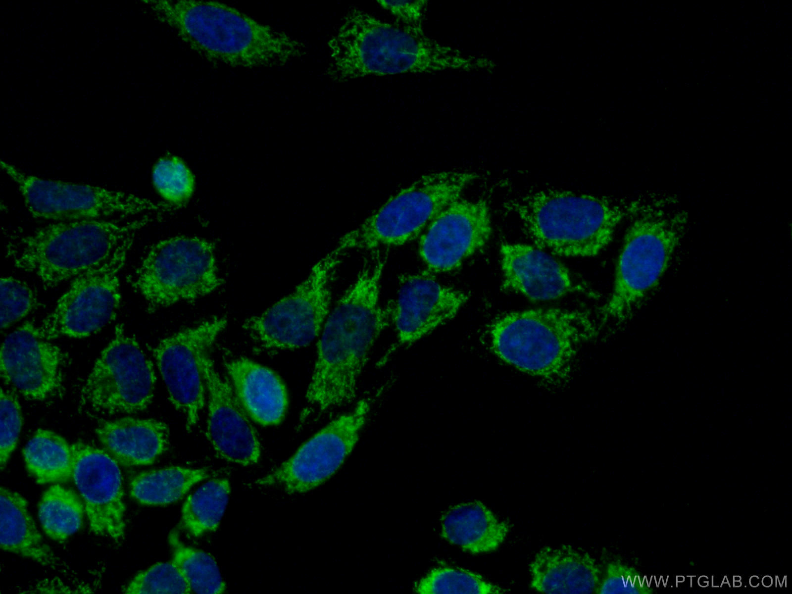 IF Staining of HepG2 using 15440-1-AP