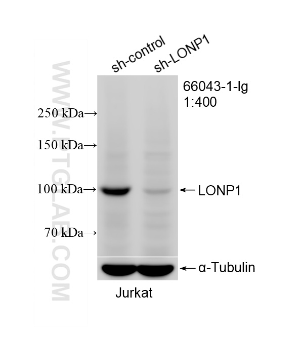 WB analysis of Jurkat using 66043-1-Ig