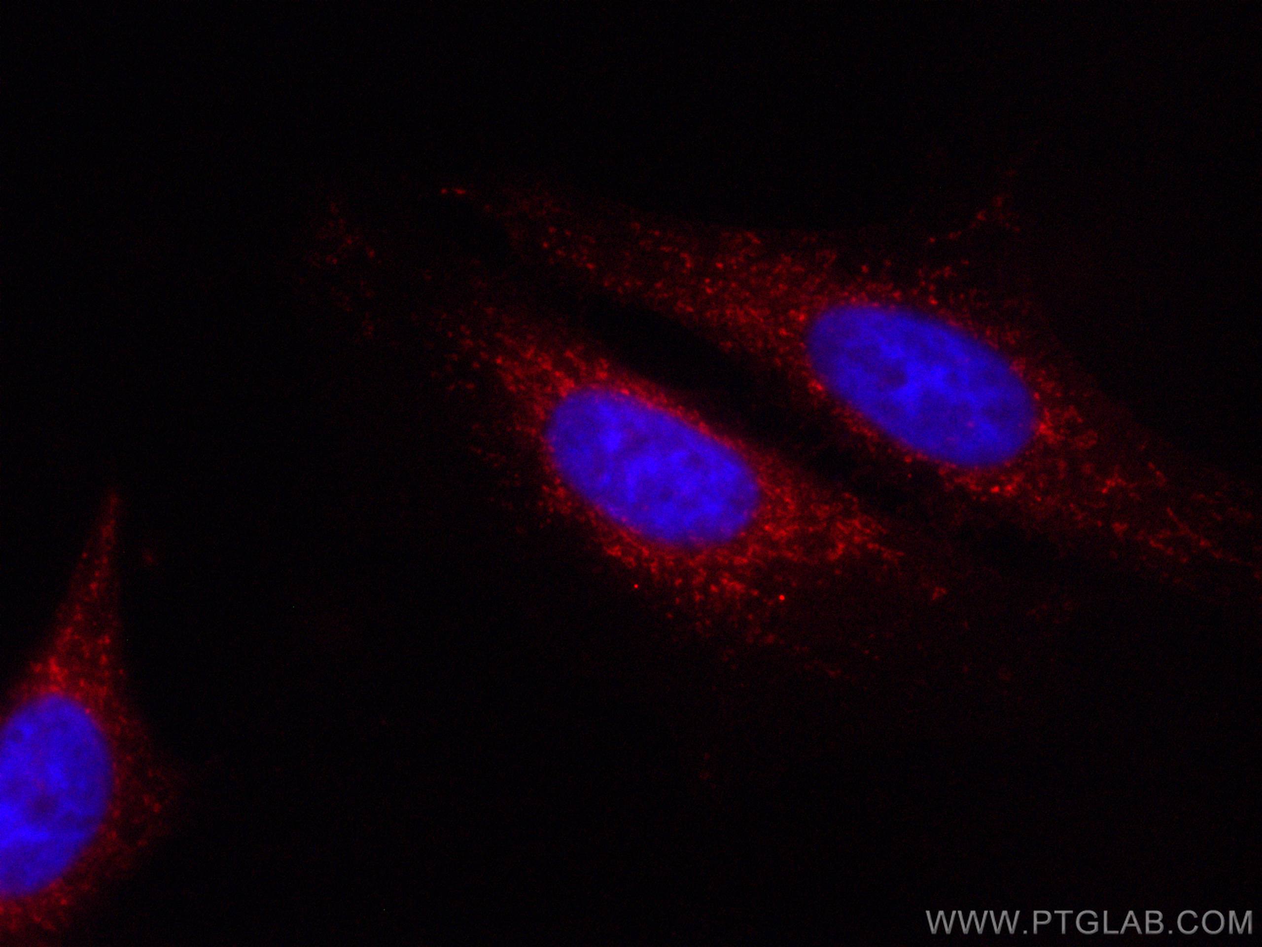 IF Staining of HepG2 using CL594-15440