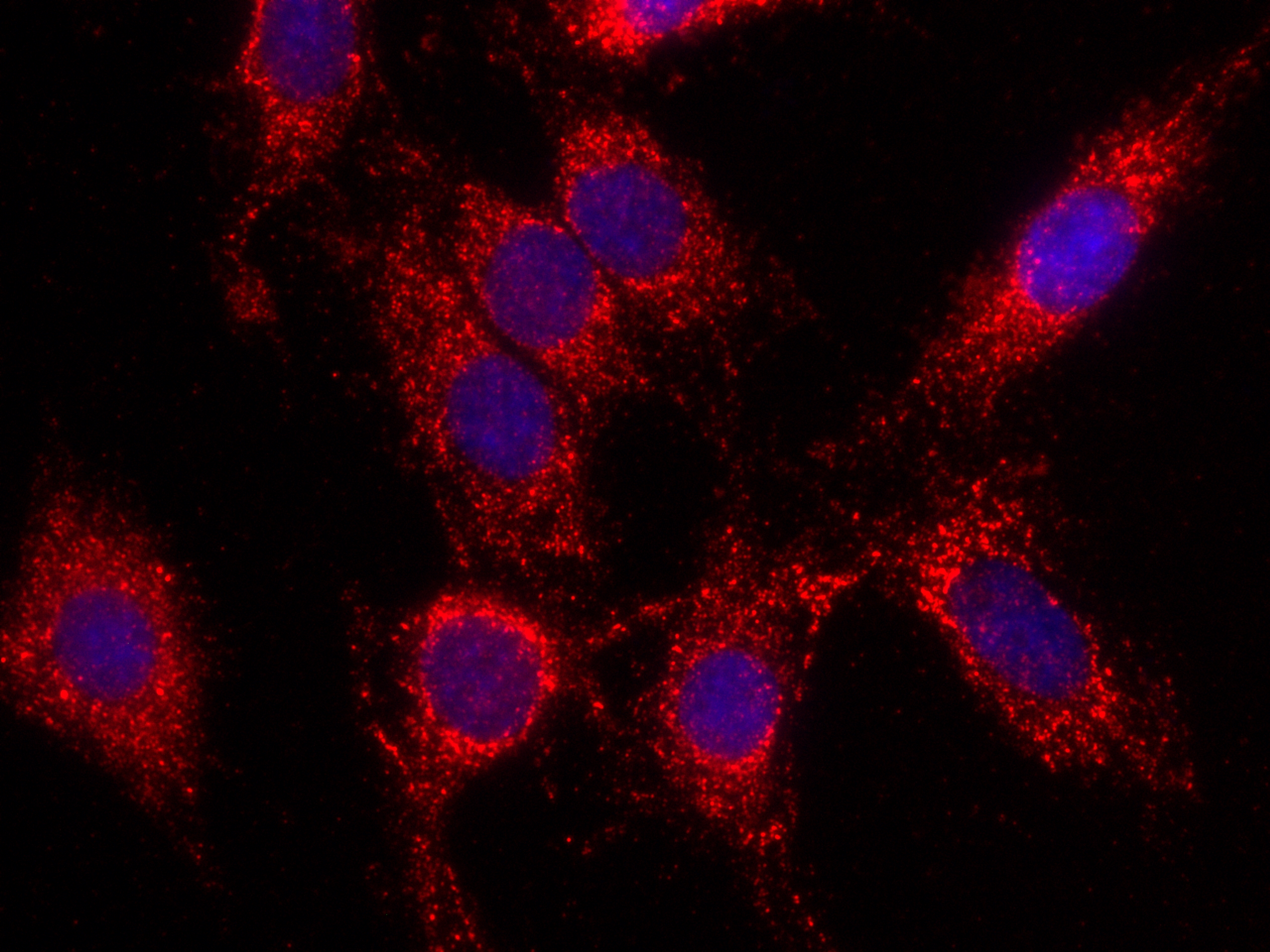 IF Staining of C6 using CL594-66043