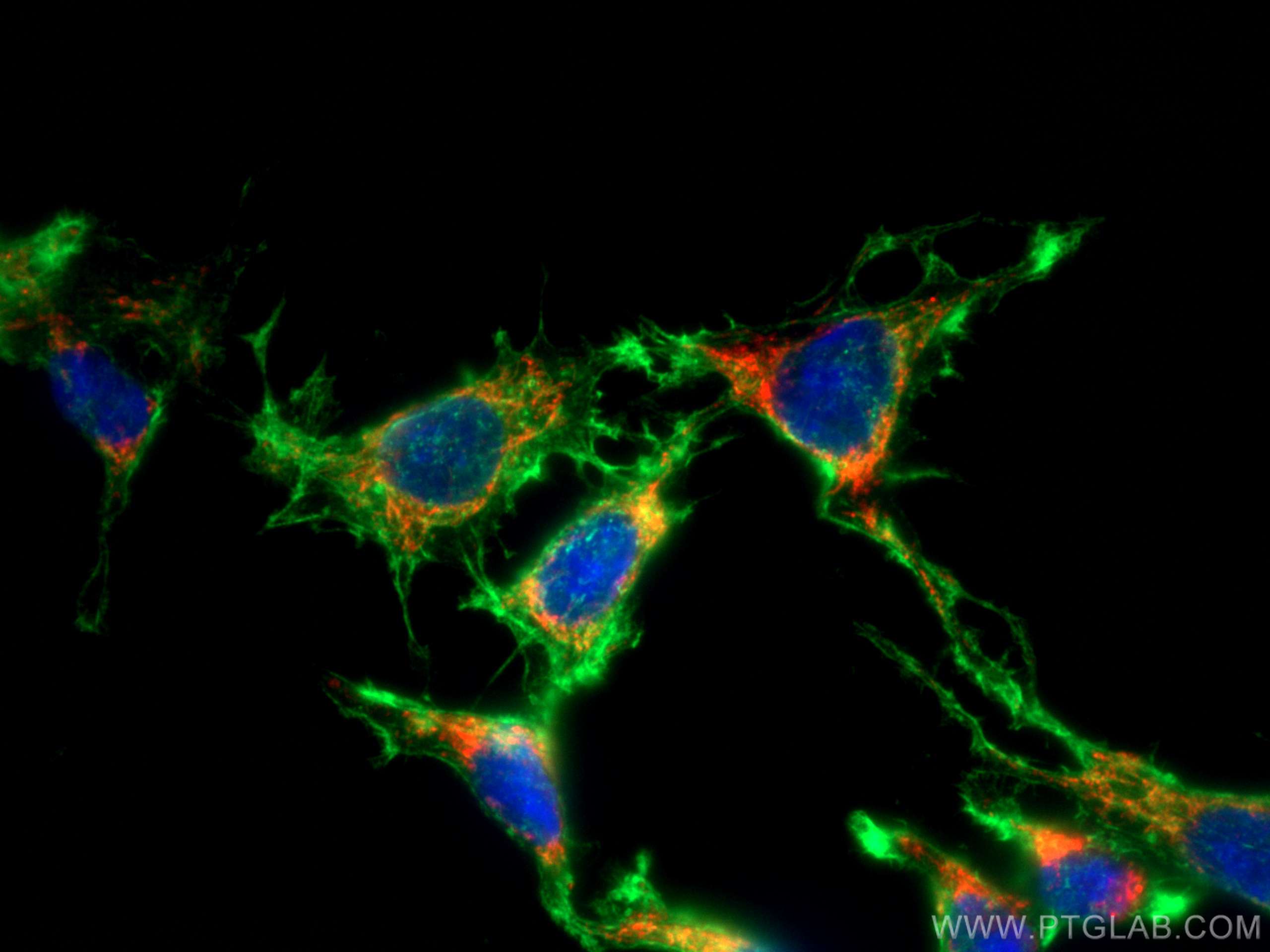 IF Staining of C6 using CL594-66043