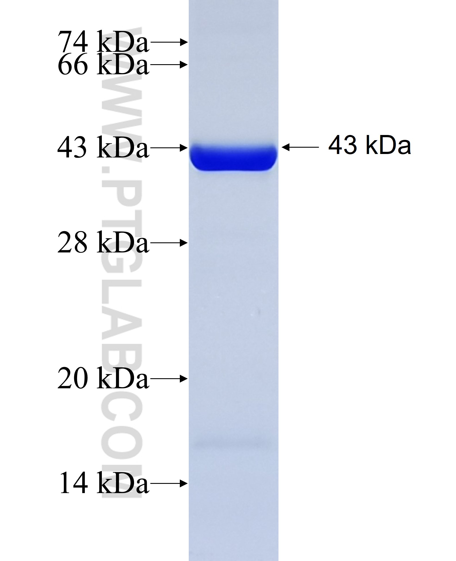 LONP1 fusion protein Ag7306 SDS-PAGE