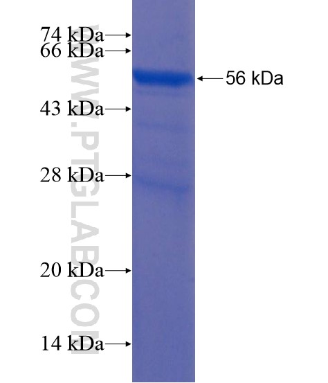 LONRF2 fusion protein Ag22155 SDS-PAGE LONRF2 fusion protein Ag22155 SDS-PAGE
