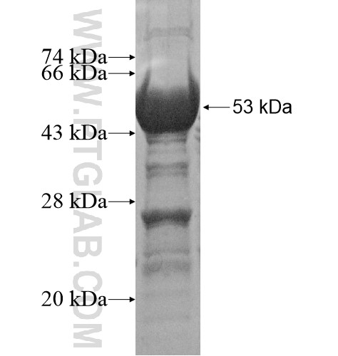 LONRF3 fusion protein Ag15924 SDS-PAGE LONRF3 fusion protein Ag15924 SDS-PAGE