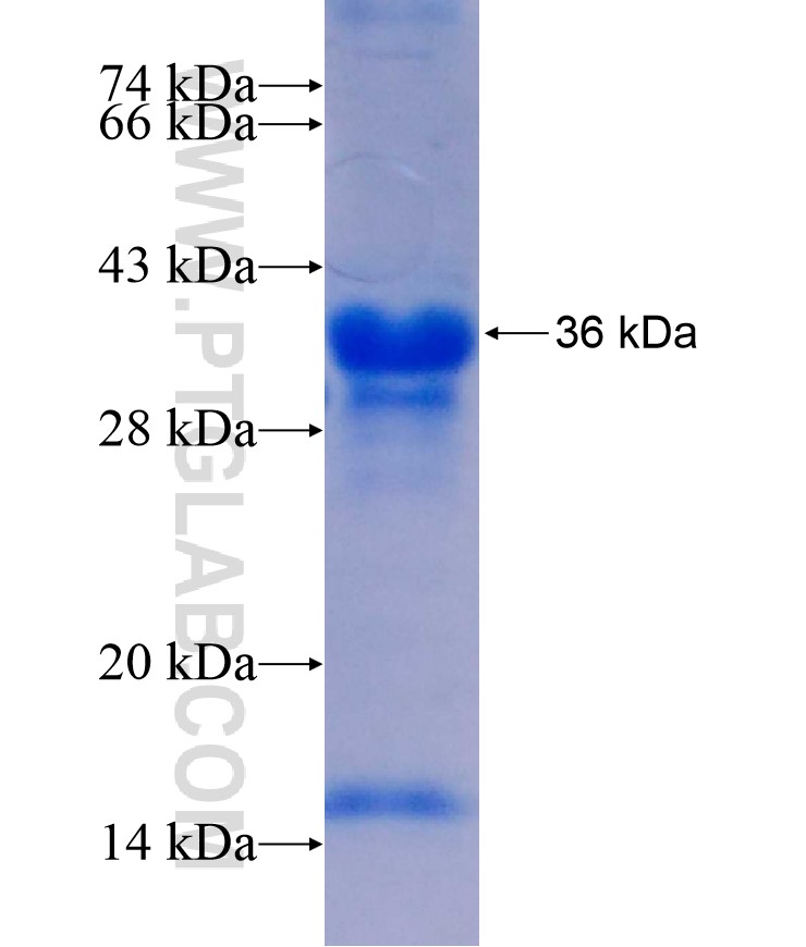 LONRF3 fusion protein Ag17478 SDS-PAGE