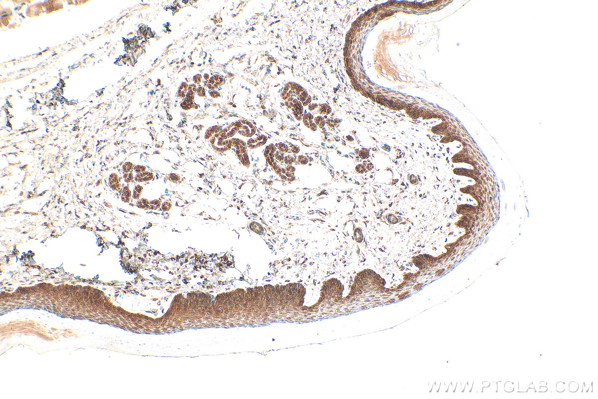 IHC staining of mouse skin using 55439-1-AP