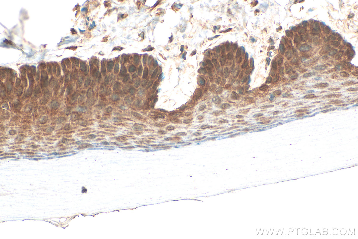 IHC staining of mouse skin using 55439-1-AP