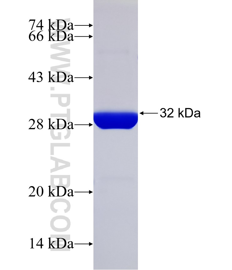 LOR fusion protein Ag32305 SDS-PAGE