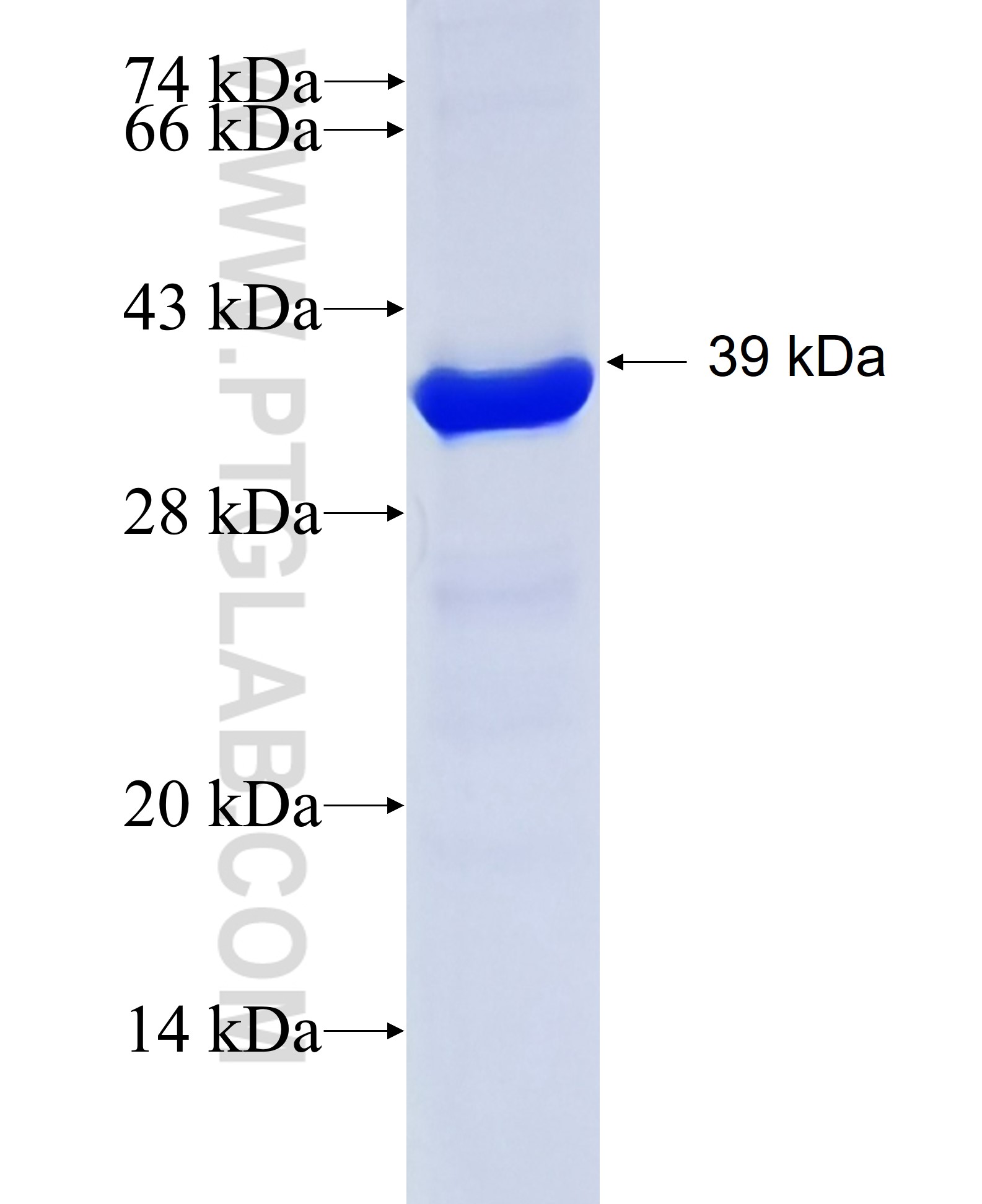 LOXL1 fusion protein Ag24293 SDS-PAGE