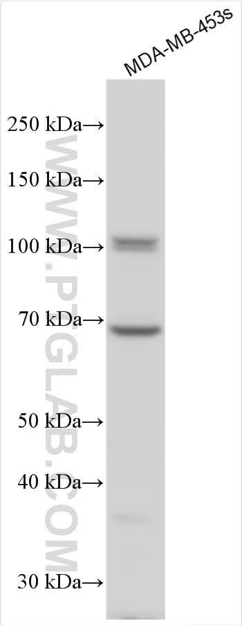 WB analysis using 15232-1-AP