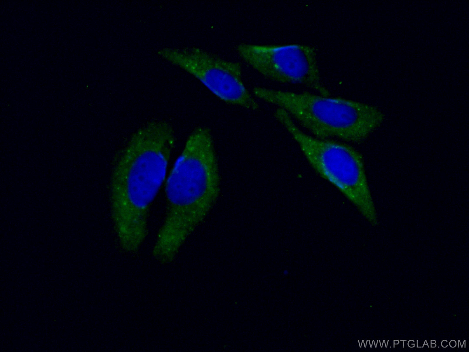 IF Staining of HepG2 using 67139-1-Ig