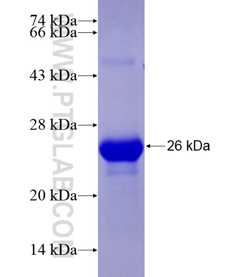 LOXL2 fusion protein Ag28566 SDS-PAGE