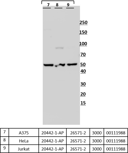 A375 cells were subjected to SDS PAGE followed by western blot with 20442-1-AP (EDG2/LPA1 antibody) at dilution of 1:3000 incubated at room temperature for 1.5 hours. WB analysis using 20442-1-AP