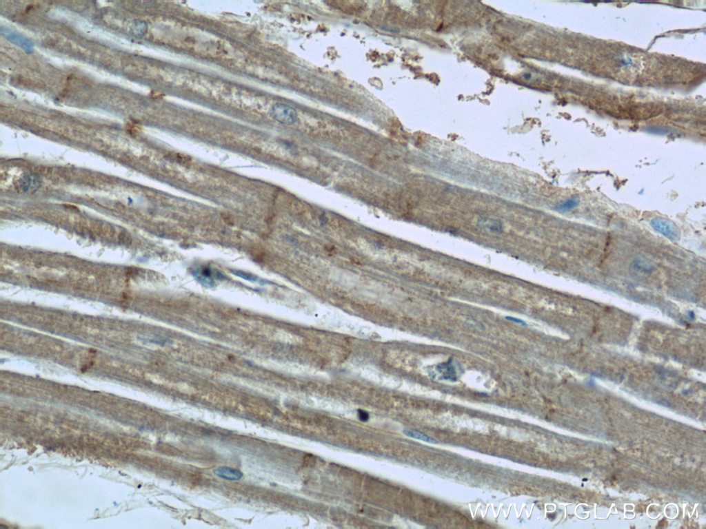 EDG7-Specific Polyclonal antibody