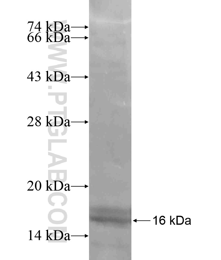 LPAR4 fusion protein Ag17901 SDS-PAGE LPAR4 fusion protein Ag17901 SDS-PAGE
