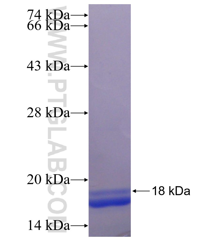 LPAR5 fusion protein Ag24523 SDS-PAGE