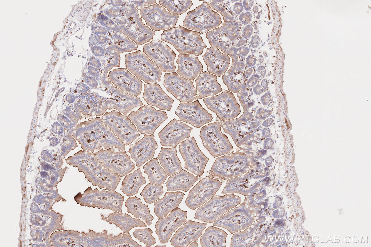 IHC staining of mouse small intestine using 15082-1-AP