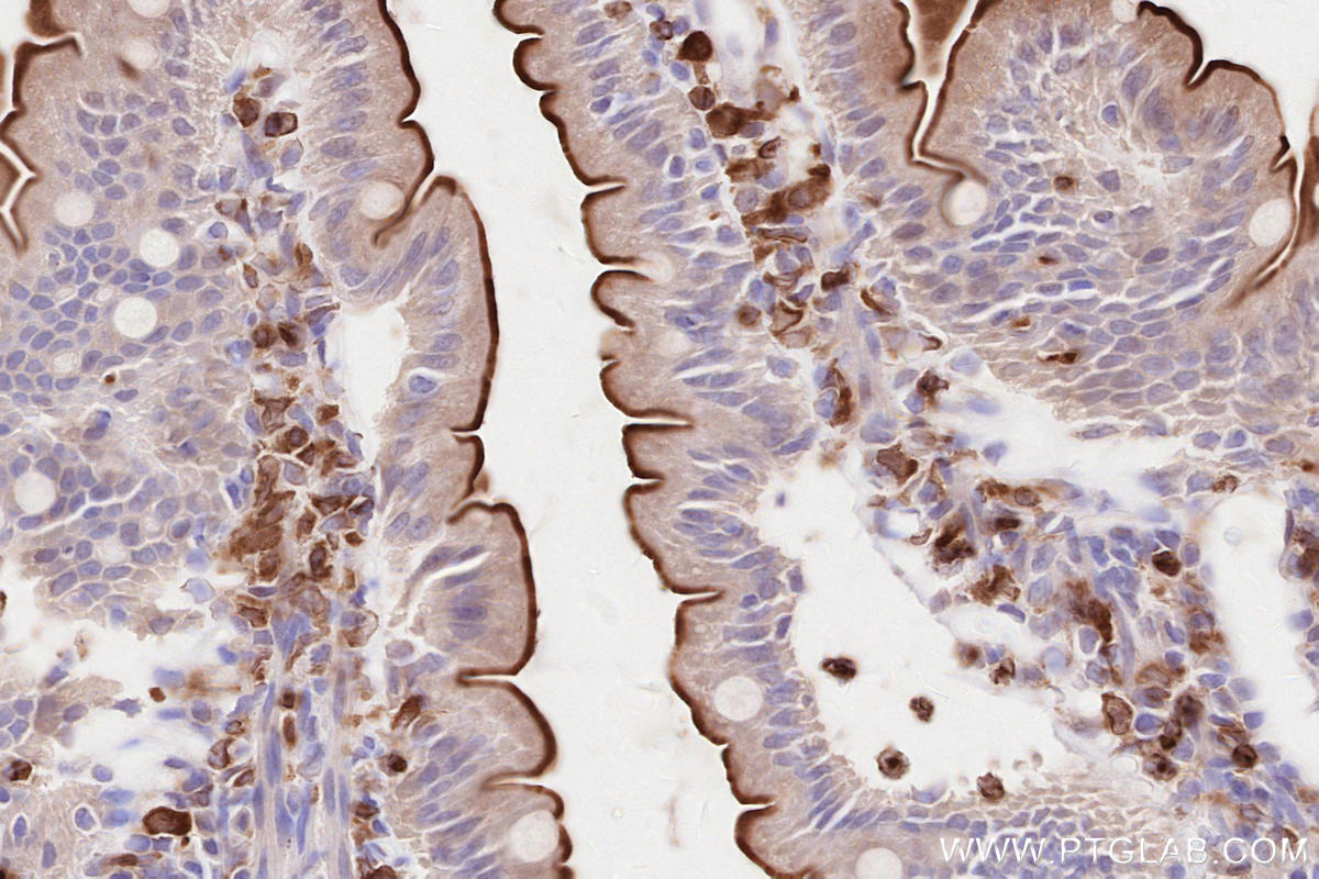 IHC staining of rat small intestine using 15082-1-AP