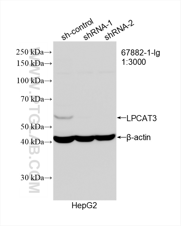 WB analysis of HepG2 using 67882-1-Ig