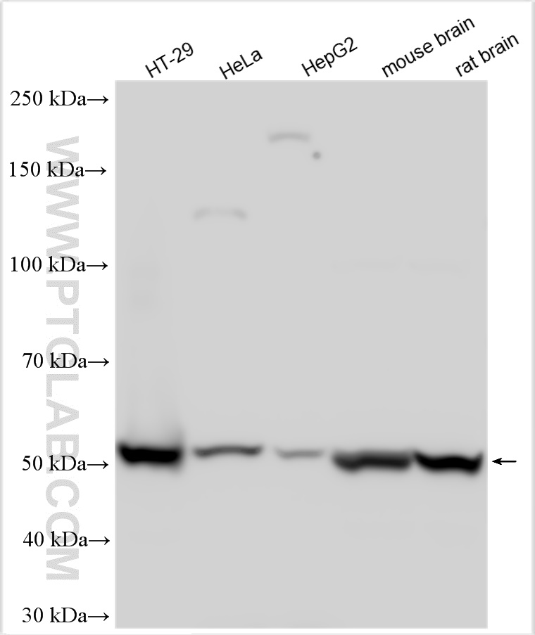 WB analysis using 17905-1-AP