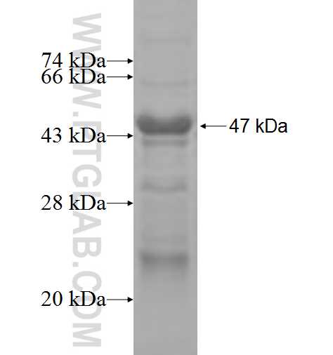 LPHN1 fusion protein Ag3943 SDS-PAGE