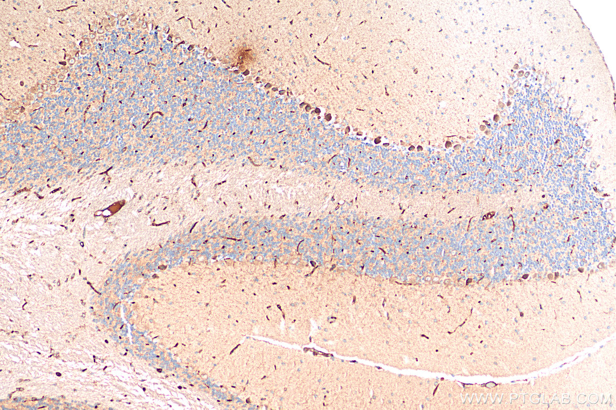 IHC staining of mouse cerebellum using 20043-1-AP