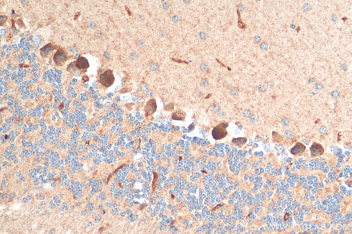 IHC staining of mouse cerebellum using 20043-1-AP