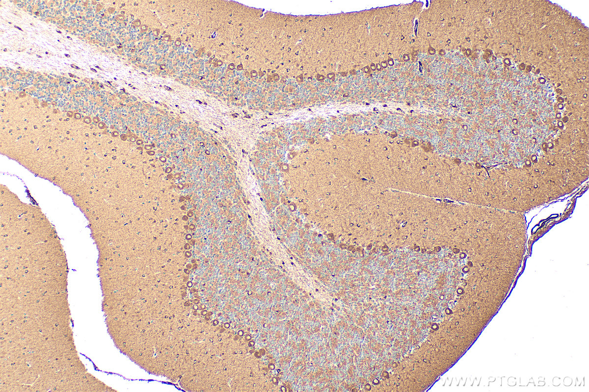 IHC staining of mouse cerebellum using 20045-1-AP