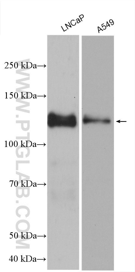 WB analysis using 27026-1-AP