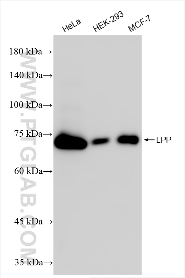 WB analysis using 86117-3-RR (same clone as 86117-3-PBS)