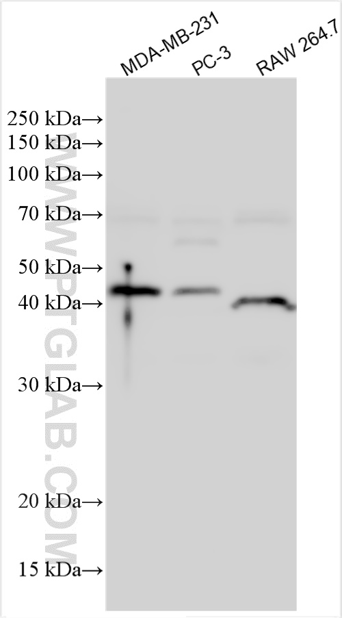 WB analysis using 31231-1-AP (same clone as 31231-1-PBS)