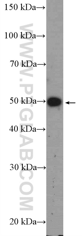 WB analysis of mouse testis using 12815-1-AP