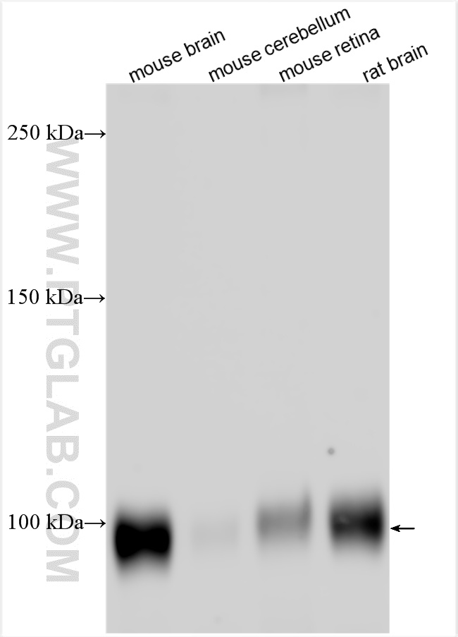 WB analysis using 27576-1-AP (same clone as 27576-1-PBS)