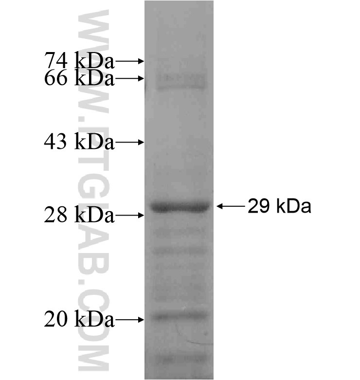 LRFN2 fusion protein Ag16630 SDS-PAGE