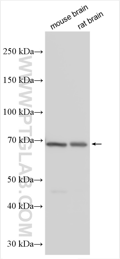 WB analysis using 26856-1-AP