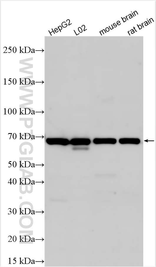 WB analysis using 26856-1-AP