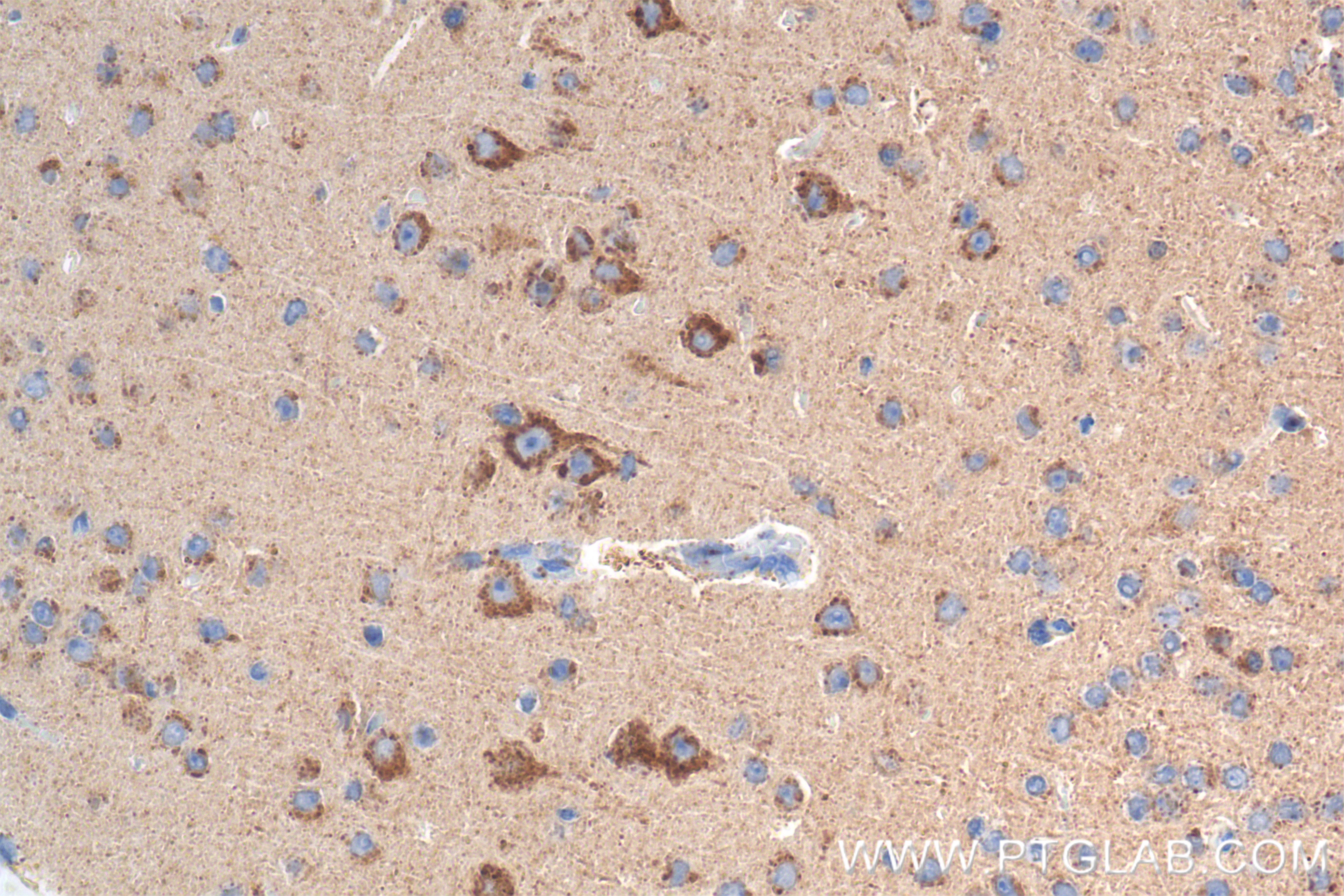 IHC staining of mouse brain using 83880-5-RR (same clone as 83880-5-PBS)