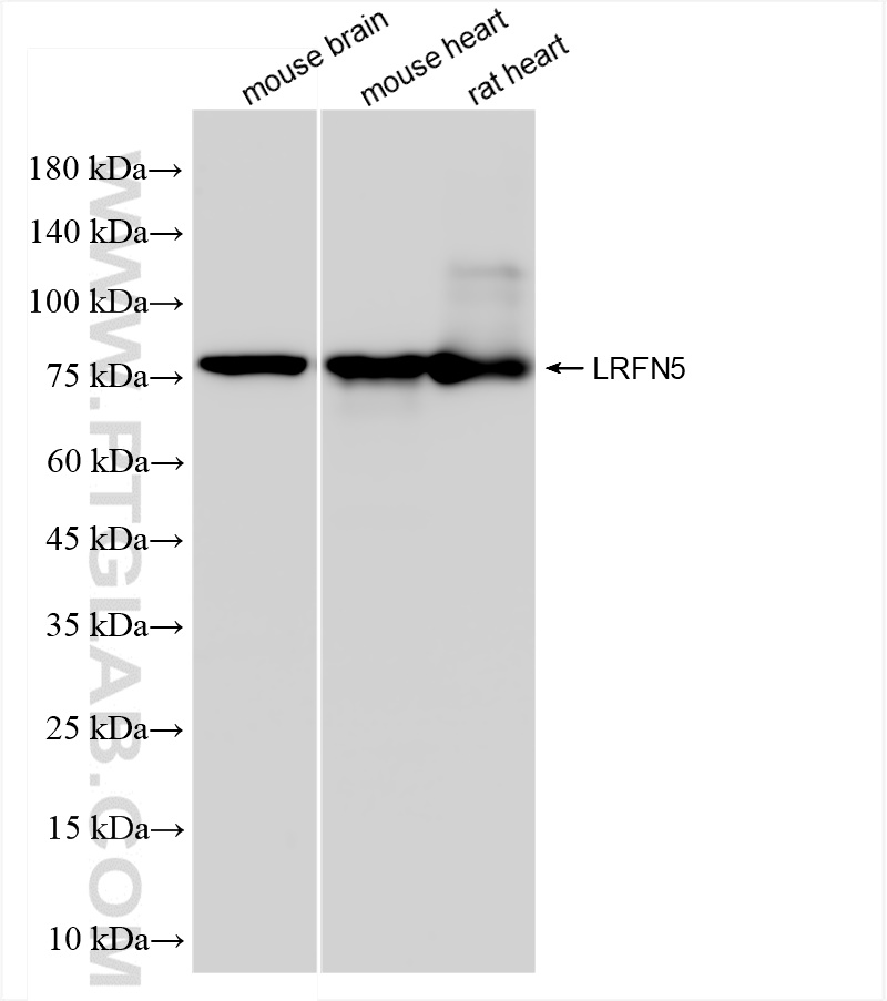 WB analysis using 83880-5-RR (same clone as 83880-5-PBS)