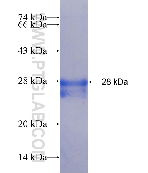 LRFN5 fusion protein Ag22085 SDS-PAGE