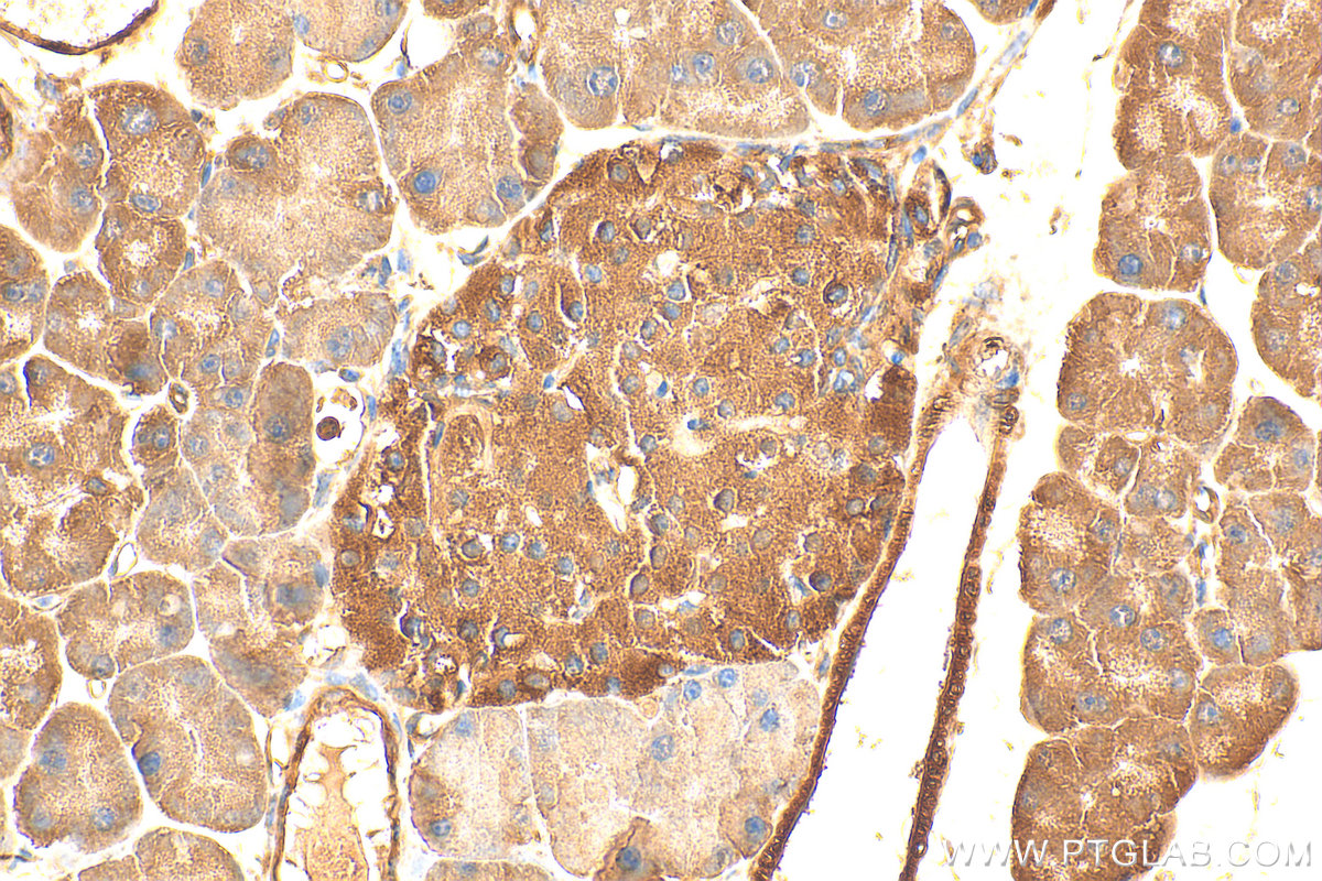 IHC staining of mouse pancreas using 13224-1-AP