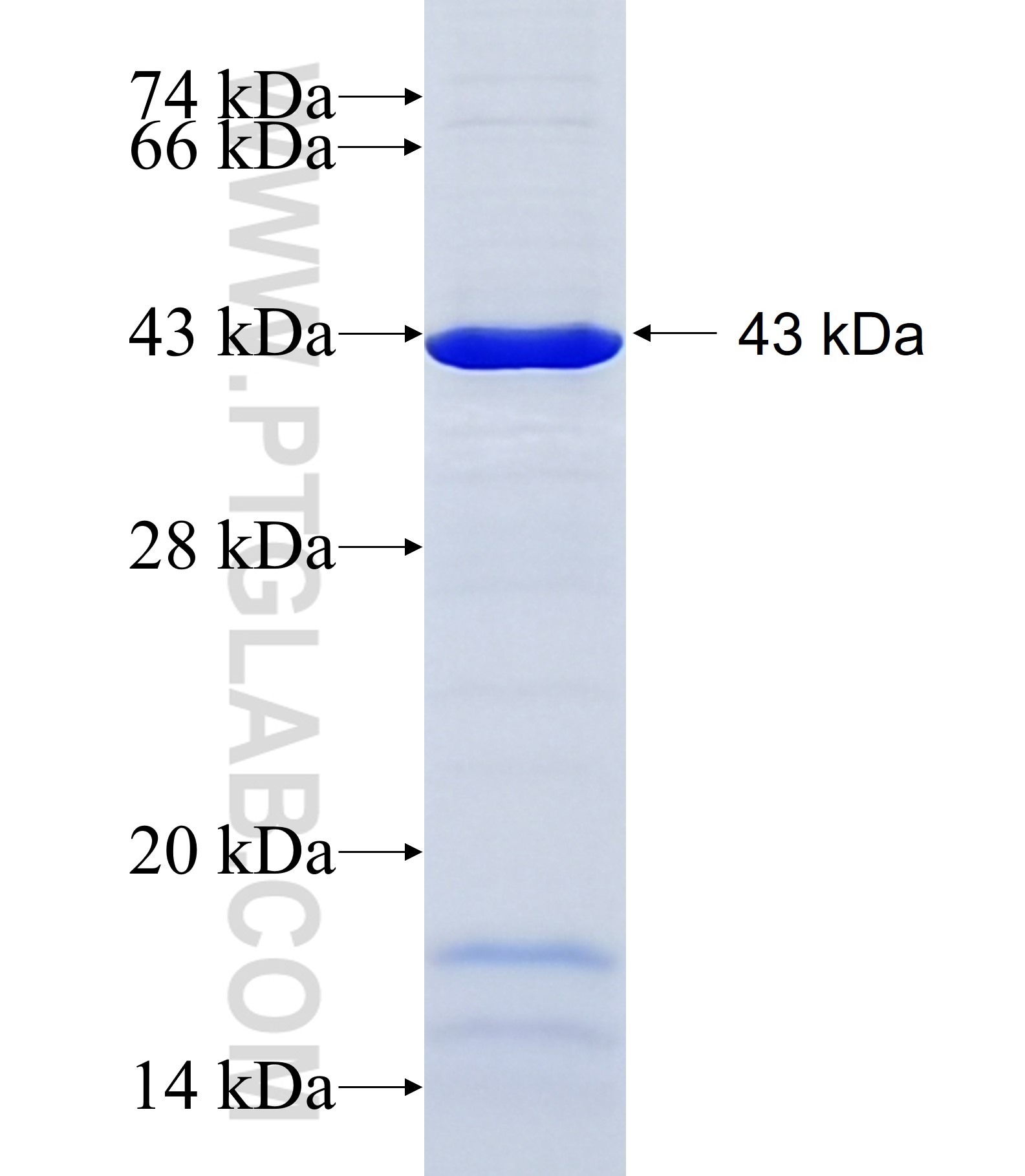 LRIG1 fusion protein Ag17880 SDS-PAGE