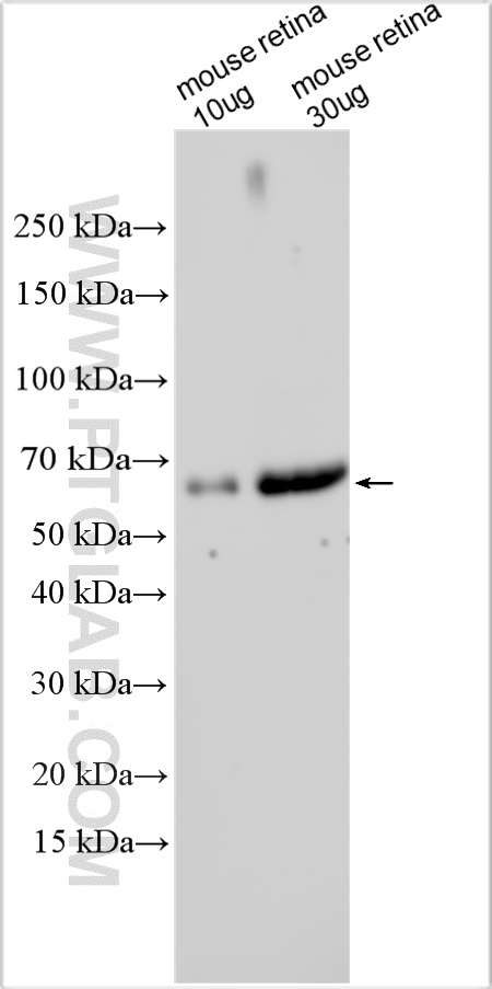 WB analysis using 32565-1-AP