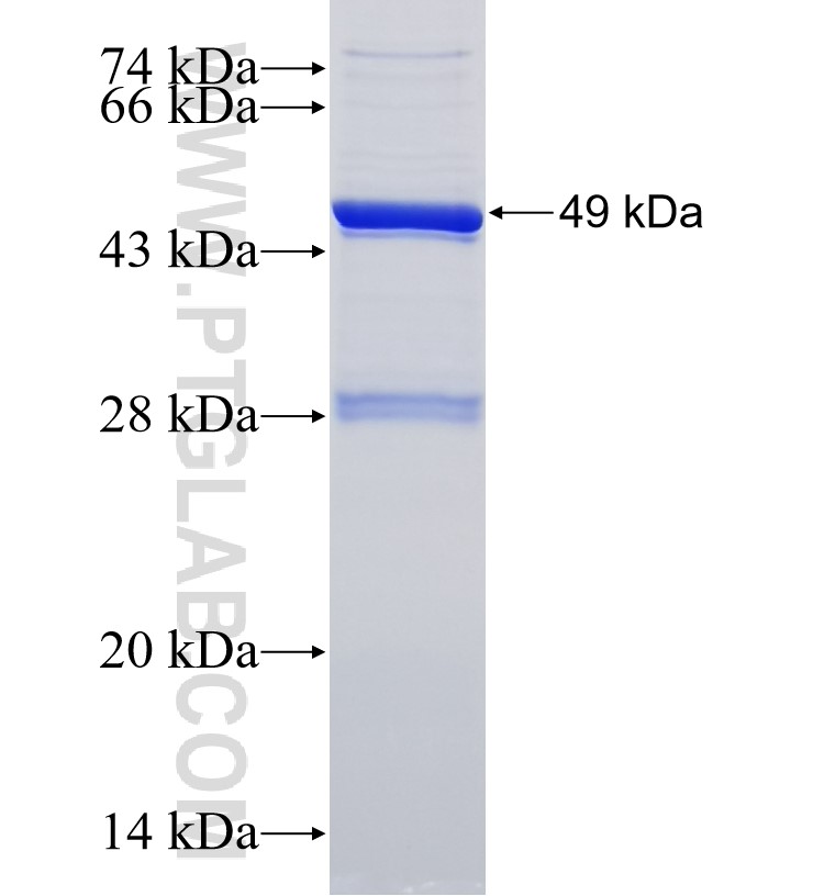 LRMDA fusion protein Ag33898 SDS-PAGE
