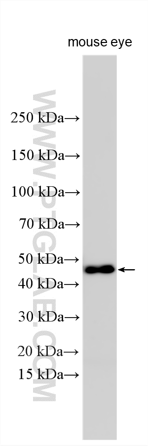 WB analysis using 25783-1-AP