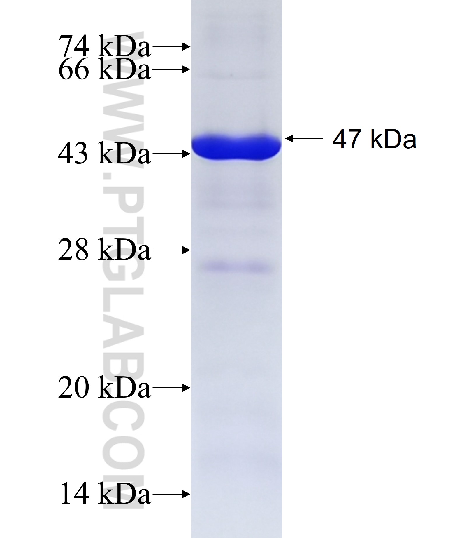 LRP4 fusion protein Ag19487 SDS-PAGE