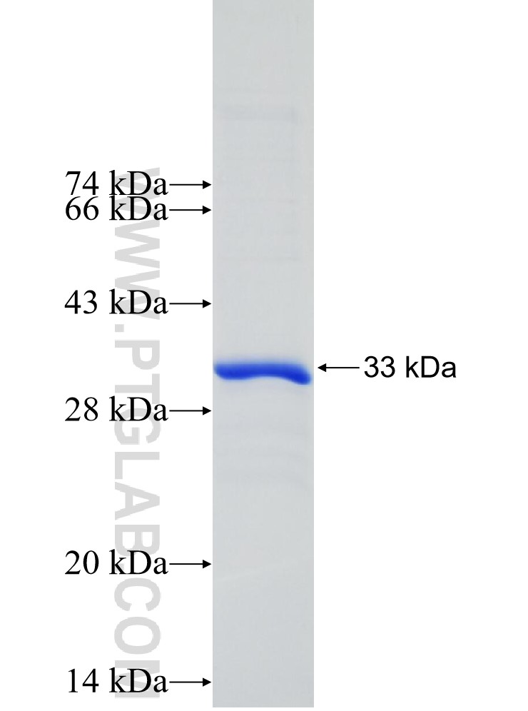 LRP5 fusion protein Ag30212 SDS-PAGE