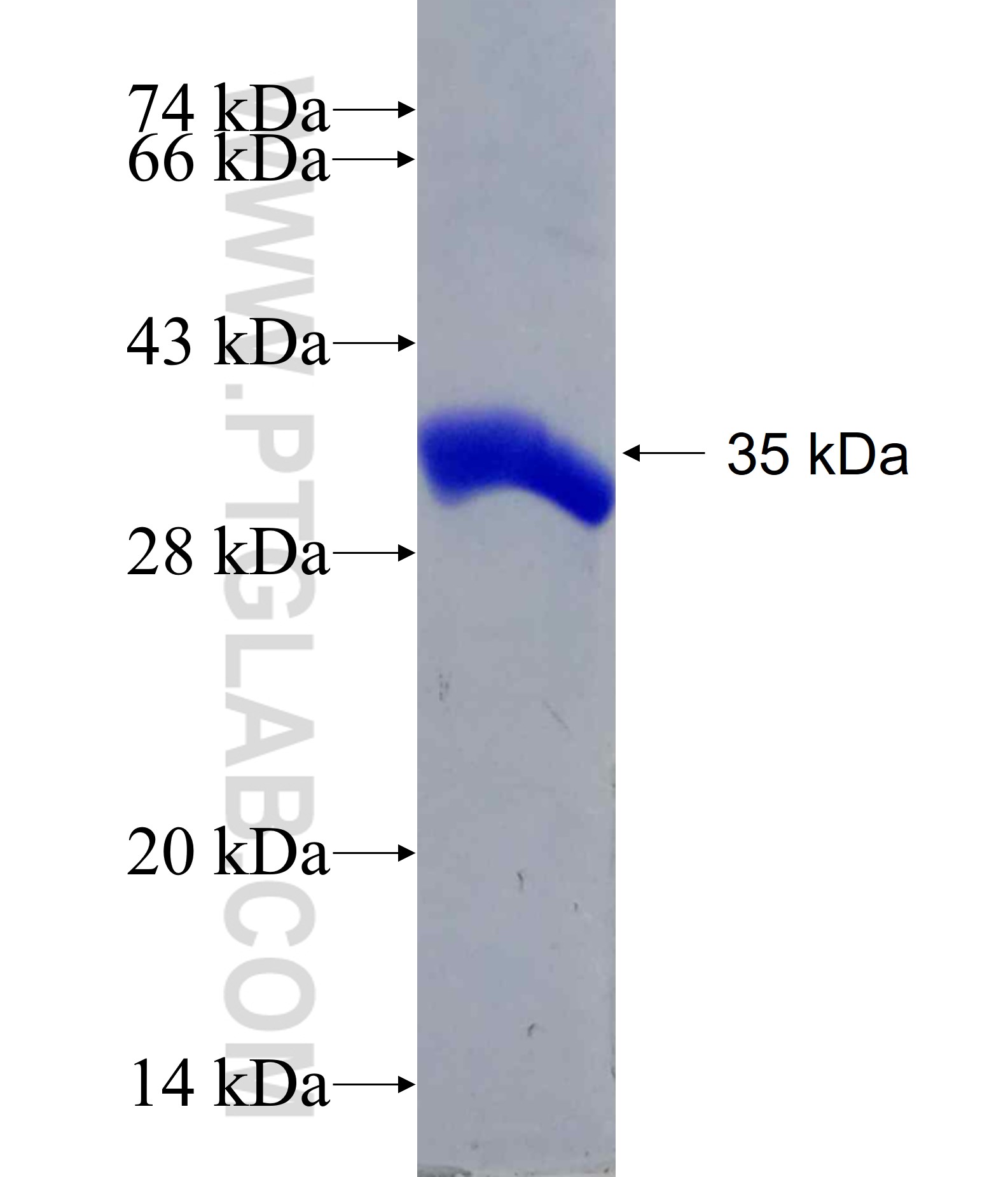 LRP5 fusion protein Ag20043 SDS-PAGE