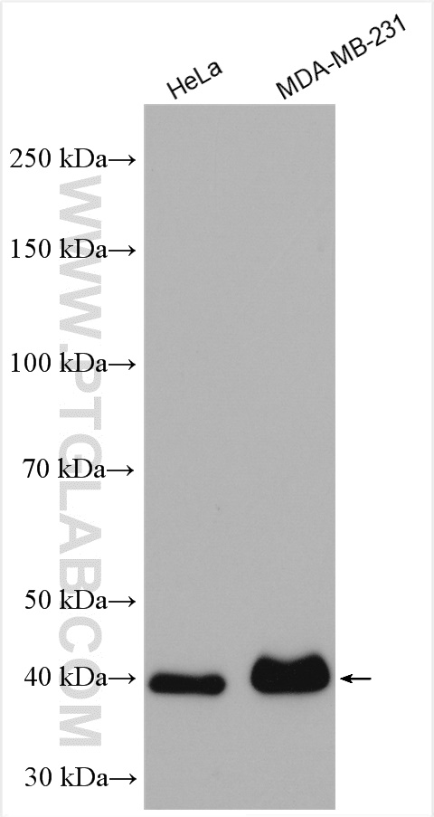 WB analysis using 24662-1-AP